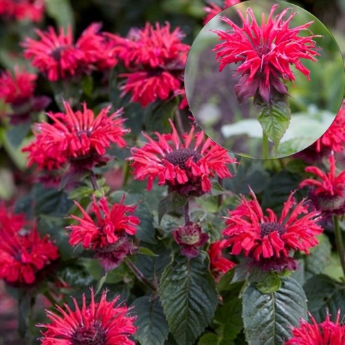 Monarda 'Bee Happy' - Monarda 'Bee Happy' 